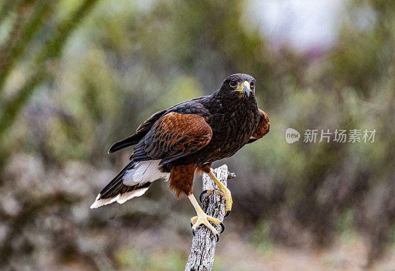 哈里斯鹰(Parabuteo unicinctus)，也被称为湾翼鹰、黑鹰和狼鹰。从美国西南部繁殖到智利、阿根廷中部和巴西的猛禽。索诺兰沙漠，亚利桑那州。